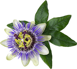 Passion Flower