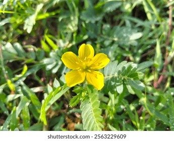 Tribulus Terrestris
